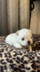 Bichon Maltais nain
