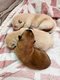 Shiba inu