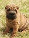 Sharpei