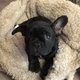 Bouledogue franais