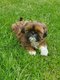 Superbe shih-tzu femelle