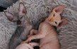 Magnifique femelle Sphynx