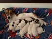 Chiots Jack Russell Pur race