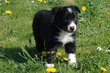 Magnifiques chiots de borderpuppiesparadise