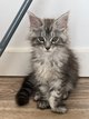 Adorable main coon