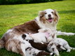 Chiots Border Collie femelles merles bruns ns ...