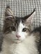 Adorable main coon