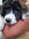 Chiots montagnes des Pyrnes croiss