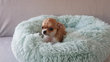 Magnifique petite femelle chiot chihuahua poil...