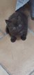 Chatons British shorthair