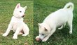 Chiot Husky Sibrien  rserver