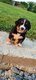 Chiots Bouvier Bernois