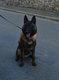 Chiots malinois