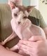 Adorable Mle Sphynx