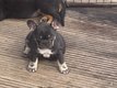 Bouledogues Francais