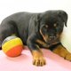 Splendides chiots Rottweiler