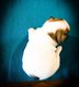 Bouledogues franais chiots