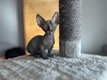 Sphynx  Bambino
