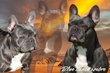 Femelle bouledogue franais de 8 mois lilac tan