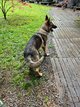Berger allemand mle- Titus
