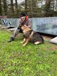 Berger allemand mle  - Tyr