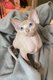 Chatons sphynx gne vairon avec pedigree