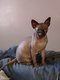 Femelle Sphynx