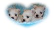 Magnifiques chiots Bichon Maltais