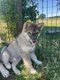 Chiots husky