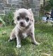 Chiots chihuahuas de petits gabarits