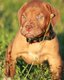Chiots Dogue de Bordeaux