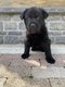 5 chiots Bergers Allemands mles - Pdigre Saint...