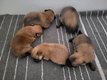 Chiot Spitz Petit