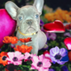 Chiot bouledogue franais