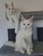 Maine coon - White - Tesla et Tara