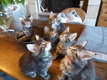 Chatons Maine Coon pure race