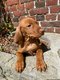 Chiots Vizsla magnifiques leves en famille