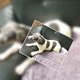 Jack Russell chiots