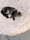 De la Mainecoon-Mania 4 chatons
