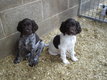 Chiots munsterlander