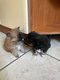 3 magnifiques petits Spitz Nain/ Loulou de...