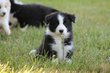 Magnifiques chiots Border Collie avec pedigree...