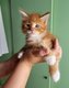 Magnifique bbs maine coon disponible vers...