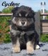 Chiot chien Finnois de Laponie
