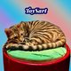 Chatons toygers a reserver