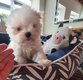 Bichon maltais nain