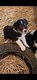 Chiot Border Collie Tricolore