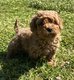 Adorables mini femelles Caniche Toy abricot