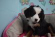 Magnifiques chiots Bouvier Bernois
