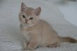 Magnifique chaton  crme ticked